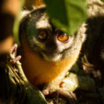 Group logo of 2025-03 AMAZON RIVERBOAT